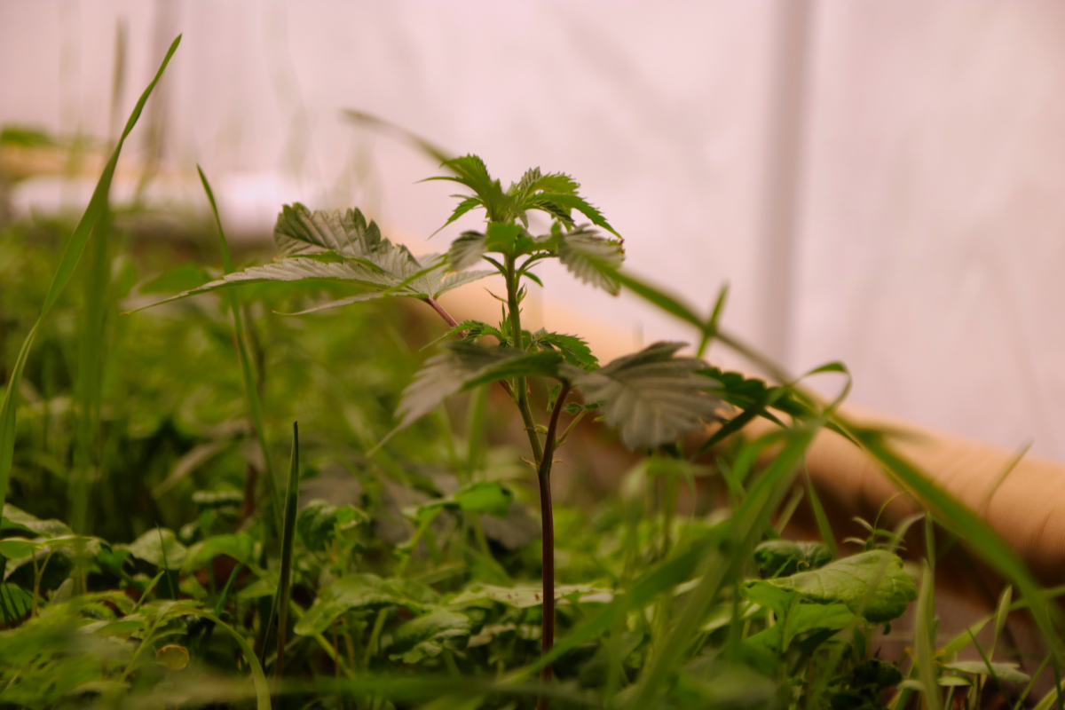 Let’s plant some trees to Reggae